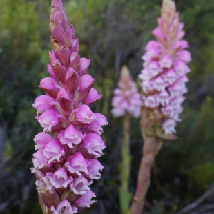 Satyrium cernua